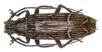 Tmesisternus luteostriatus