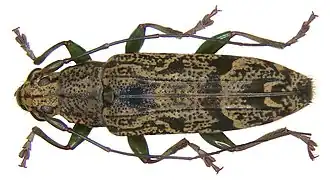 Tmesisternus marmoratus