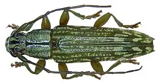 Tmesisternus monticola