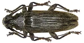 Tmesisternus niger