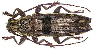 Tmesisternus nigrofasciatus