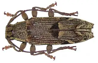 Tmesisternus nigrotriangularis
