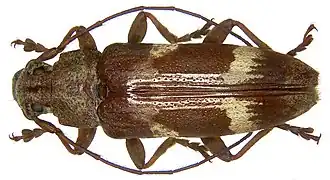 Tmesisternus parobiensis