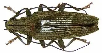 Tmesisternus persimilis