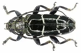 Tmesisternus politus