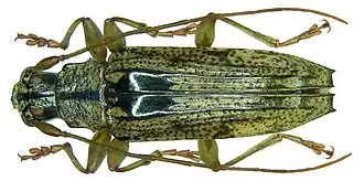 Tmesisternus postglaber