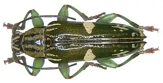 Tmesisternus prasinatus