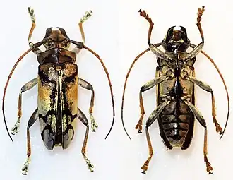 Sulawesiella rafaelae