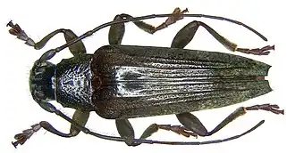 Tmesisternus reductus