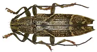 Tmesisternus replicatus