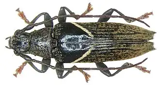 Tmesisternus riedeli