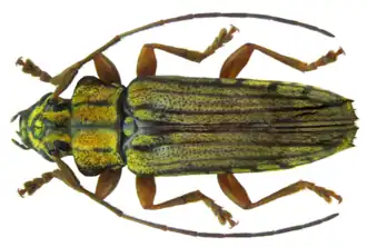 Tmesisternus rufipes