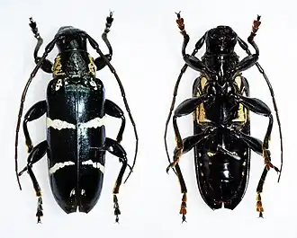 Tmesisternus schaumii