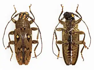 Tmesisternus sexmaculatus