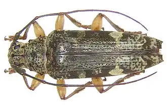 Tmesisternus subsimilis