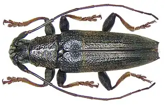 Tmesisternus transversatus