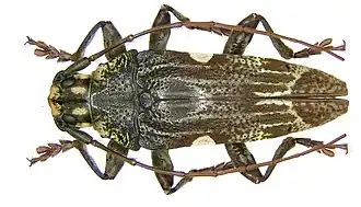 Tmesisternus trapezicollis