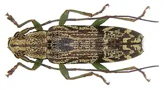Tmesisternus villaris
