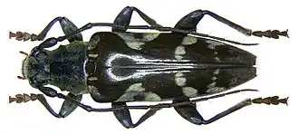 Tmesisternus wiedenfeldi