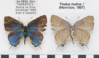 Tmolus mutina