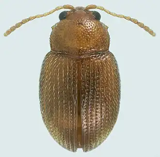 Epitrix hirtipennis