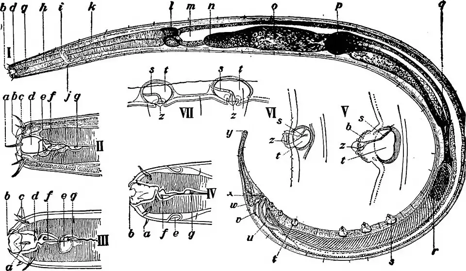 Trilobus longus. I, mannetje; II, kop, zijaanzicht; III, kop, zijaanzicht; IV, kop, buikaanzicht; V, achterste supplementair orgaan; VI, achterste supplementair orgaan; VII, twee supplementaire organen van een buitengewoon vrouwtje. a, seta aan zijkant; b, papillen; c, seta iets naast het midden; d, farynx; e, orgaan aan zijkant; f, tand; g, tand; h, slokdarm (oesofagus); i, zenuwring; j, uitscheidingsopening; k, lichaamsspieren; l, klieren; m, spijsverteringskanaal (darm); n, dichteind voorste testikel; 0, testikel; p, verbindingsplaats testikels; 5, dichteind achterste testikel; r, zaadleider: s, zenuw van supplementair orgaan; t, holte van supplementair orgaan; u, linker spiculum; v, gubernaculum; w, de drie staartklieren; x, anus; y, staartpunt; z, top van supplementair orgaan. (Naar Cobb.)
