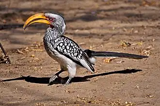 Kalahari woestijn, Botswana