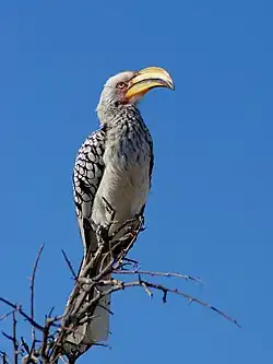 Nationaal park Etosha, Namibië.