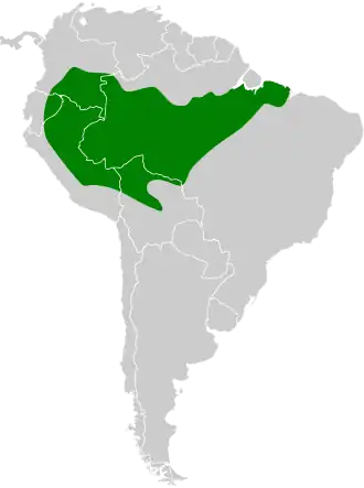 Geelbrauwschoffelsnavel