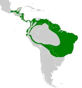 Geelbuikschoffelsnavel