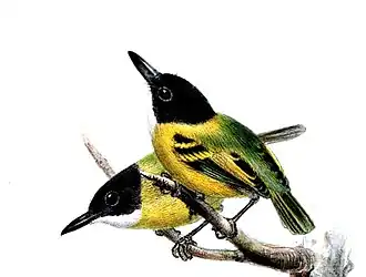 Zwartkopschoffelsnavel