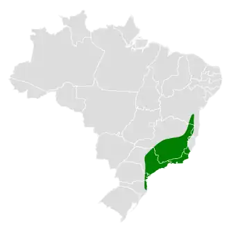 Grijskopschoffelsnavel