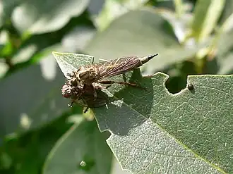 Donkere ringpootroofvlieg