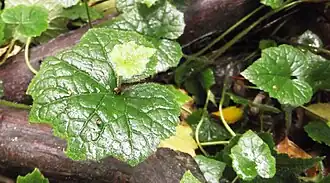 Kindje-op-moeders-schoot