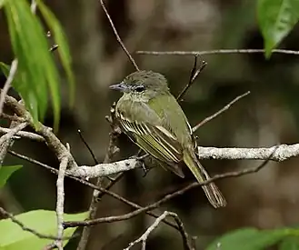 Spiegelbreedbektiran