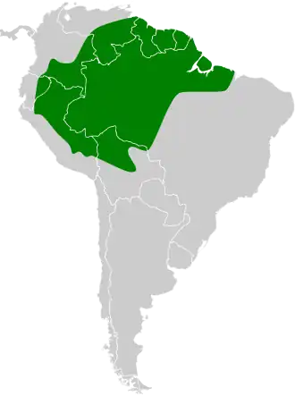 Spiegelbreedbektiran