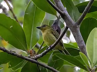 Olijfkopbreedbektiran