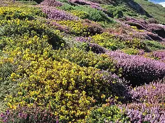 Vegetatie uit de klasse van droge heiden