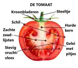 De onderdelen van een tomaat voor bereiding