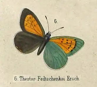 Tomares fedtschenkoi