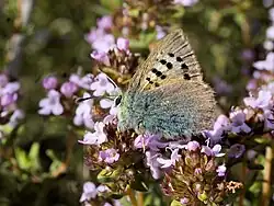 Tomares ballus Groene klaverpage