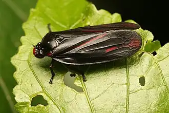 Tomaspis furcata