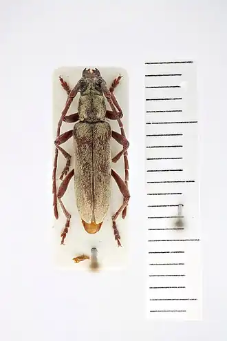 Tomentophanes vestitus