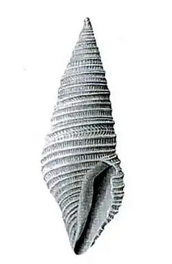 Tomopleura cicatrigula