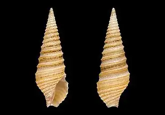 Tomopleura fuscocincta