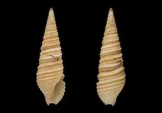 Tomopleura tricincta