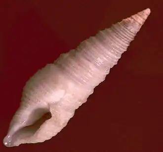 Tomopleura vertebrata