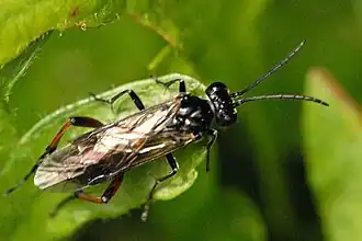 Tomostethus nigritus