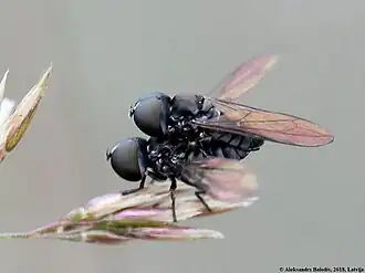 Tomosvaryella minima