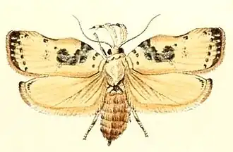Tonica effractella